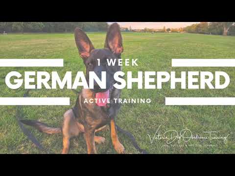 Victoria Dog Obedience Training video.