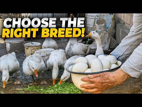 How To Raise Millions of Duck On Rice Field For Meat #DuckFarming #duckfarm #RiceFieldDucks