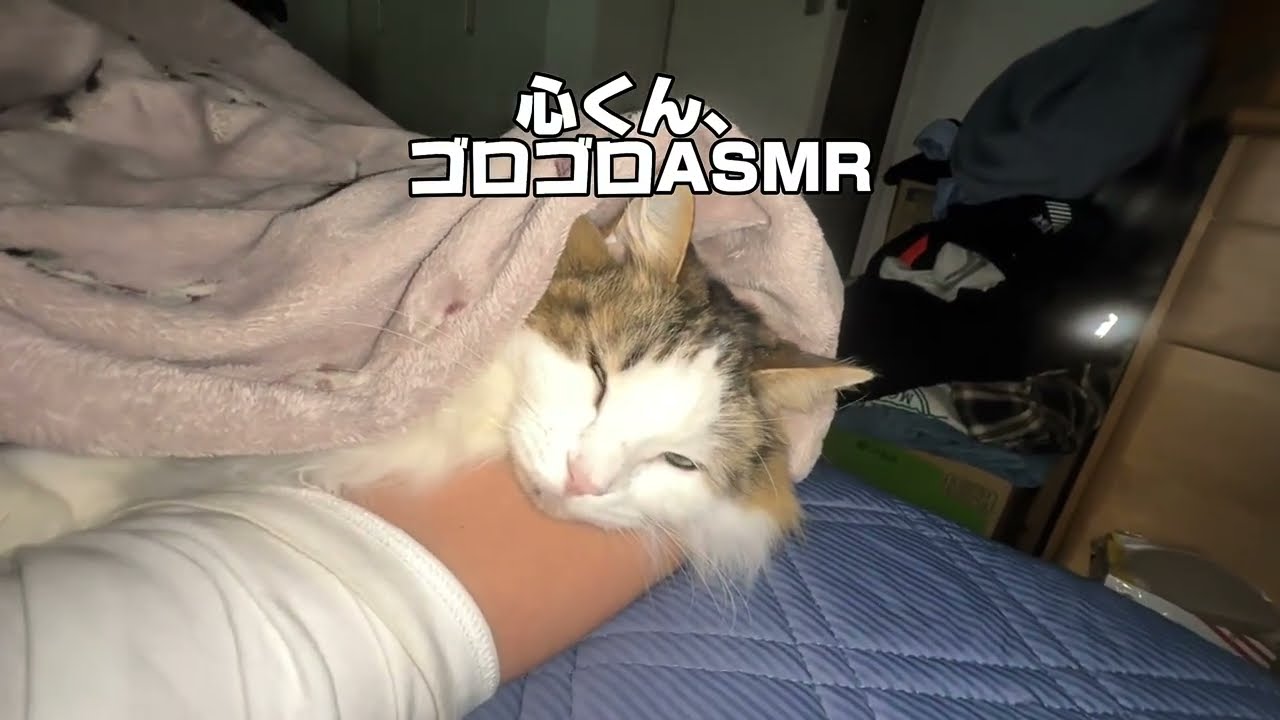 Gz⭐︎1,000+ VIEWS! | Sweet cat "Kokoro" ASMR | 心くん、甘えん坊タイム🩷 #shorts