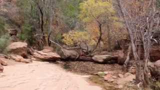 preview picture of video 'Upper and Lower Emerald Pools, Zion National Park'