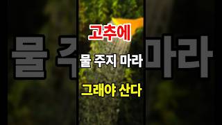 고추도 필요하다 헝그리 정신, 고추에 물 주면 안된다  #고추농사 #고추재배 #고추모종
