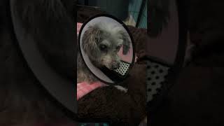 Ella had Full mouth of extractions, bloodwork, X rays & microchip. Ella had Full mouth of extractions, bloodwork, X rays & microchip.