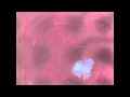 Quantic - Meaning