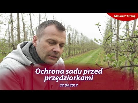 Ochrona sadu przed przędziorkami