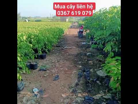 Cây Giống Tổng Hợp