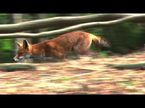 Roy calls – foxes come Roy calls – foxes come