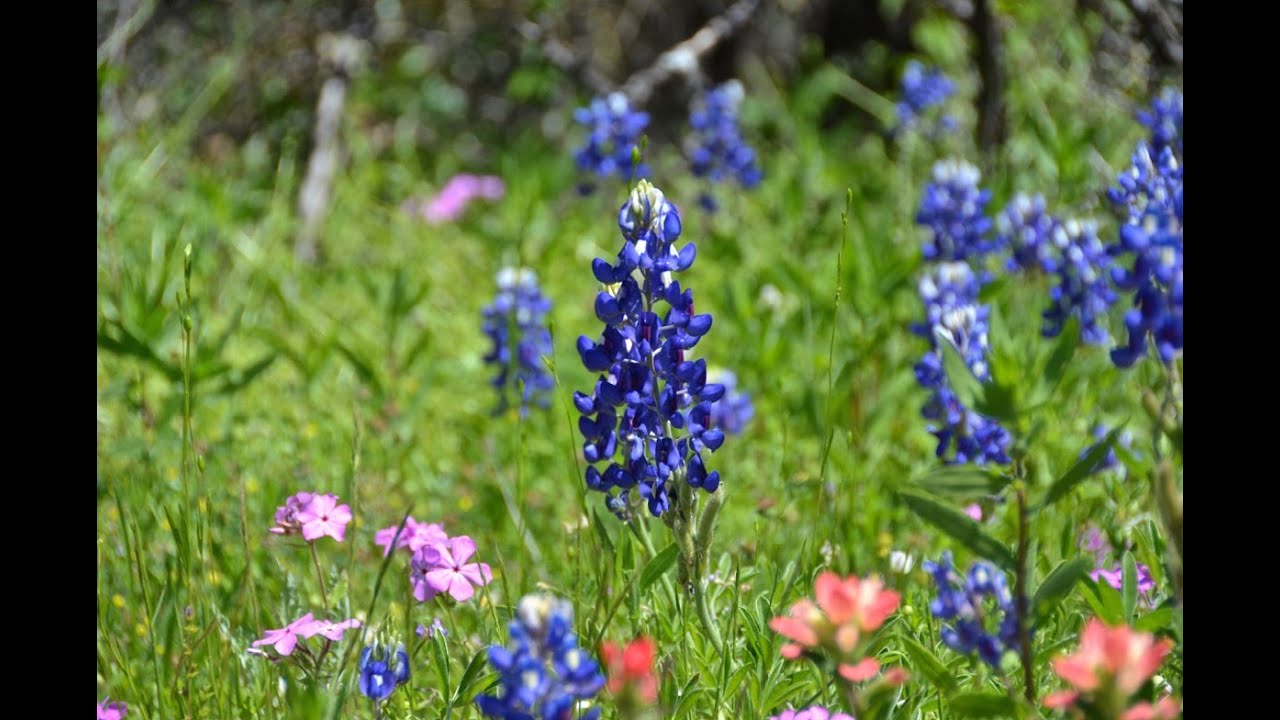 Texas Wildflowers  2016