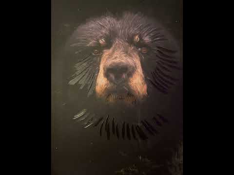 Paisley The Hebrew- Beatbox (Industry Diss)