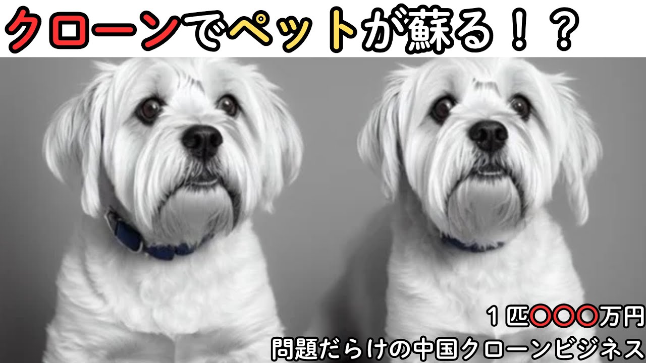 中国シノジーン社のペットクローニングサービスに関する雑学