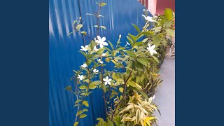 Download lagu Angin Hembuskan Cintamu mp3 Download lagu Angin Hembuskan Cintamu mp3