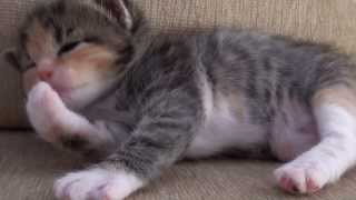 preview picture of video 'Cutest Kitten Ever!'