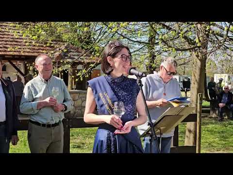 Kasaške dirke in rez potomke najstarejše trte na svetu v Ljutomeru