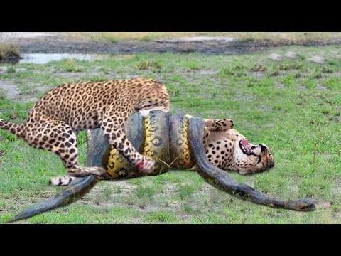 ghepard penis