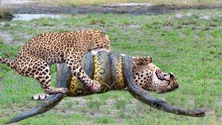 OMG! Giant Python Hunt Leopard Cubs When Mother Le