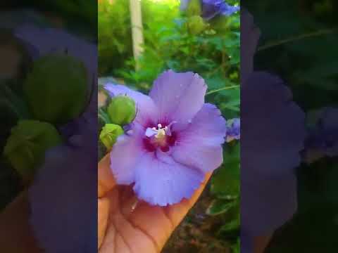 Fun Facts About The Rose Of Sharon- Getting Seeds- Shorts