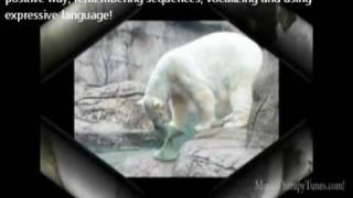 Winter POLAR BEAR kids action songs for Music Therapy 4 toddlers, preschoolers, kindergarten ...