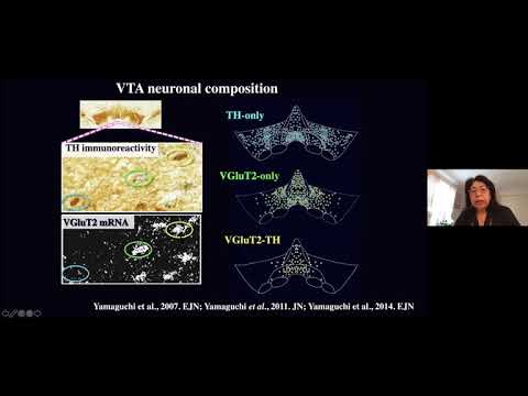 The BRI Joint Seminar In Neuroscience - Marisela Morales, M.S., Ph.D.