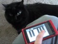 Funny Angry Cat Attacks Cell Phone Meow Piano App