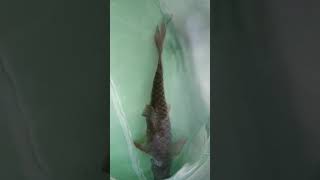 preview picture of video 'ikan kelah merah sungai terengganu mati'