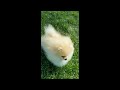 Pomerano cachorro en venta