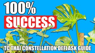 How To De flask Tissue Culture Monstera