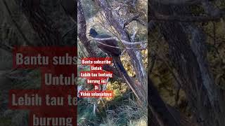 Download lagu Burung lyrebird si peniru semua suara mp3