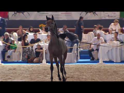 N.115 TF NASSER - Italian Nationals 2018 - Futurity Colts (Class 14)
