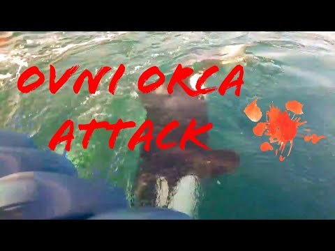 OVNI ATTACKED BY ORCA's