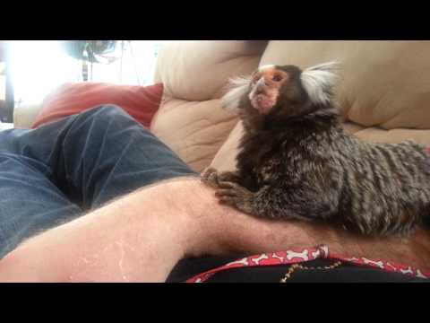 GREGG GROOMING DADDY'S ARM