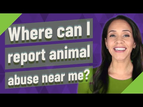 Where can I report animal abuse near me?