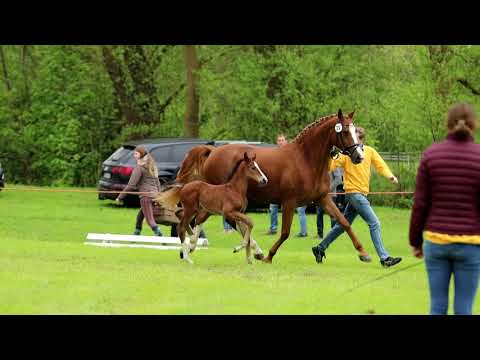 SF von Escolar x Benicio