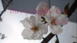 桜坂sakurazaka (english translation)