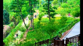 梅山橫山屏金針花