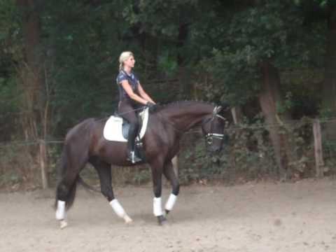 "Bonjoe" 3.j Hann. Wall. v. Bon Bravour - De Niro - gerade angeritten