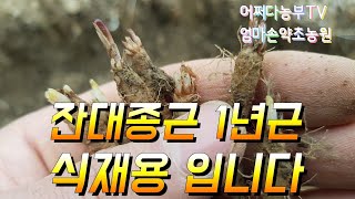잔대종근 1년생 캐는 모습 입니다 요즘 싹이 트고 있네요