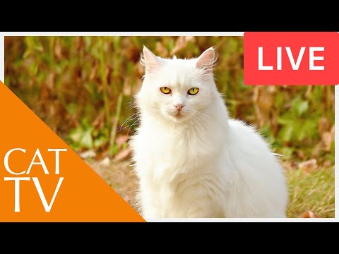 Videos for Cats! Entertainment for Cats with Relaxing Music - Bird TV