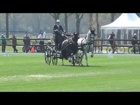 Cai 3 Horst 2017 Dressur Martin Hölle