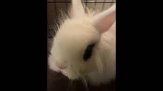 Vienna rabbit Rabbits Videos