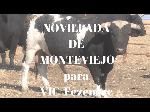 ¡MONTEVIEJOS A FRANCIA! O la Novillada de Nuestra Ganadería de Monteviejo para VIC Fezensac