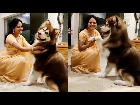 Singer Sunitha Cute Moments With A Dog | Singer Sunitha Latest Video | Daily Culture