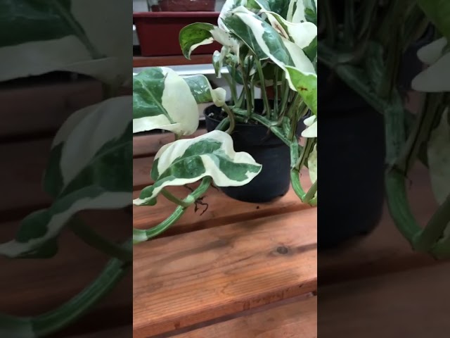 Стандарт поставки видео №1 Эпипремнум Энджой, D-12