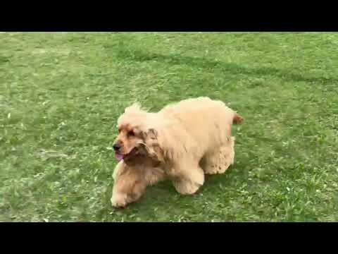 English Cocker Spaniel puppy for sale