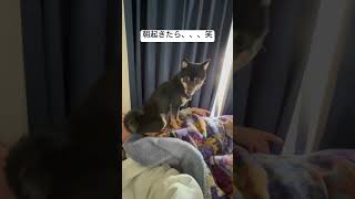 朝起きたら大変な事に😭 #柴犬 #犬 #shiba
