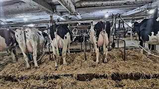 VERY DAIRY... The Full Milking Experience On Our Dairy Farm!!!