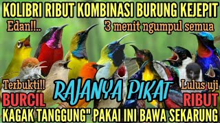 Download lagu Suara Pikat KOLIBRI ribut Kombinasi Burung KEJEPIT RAJANYA PIKAT mp3
