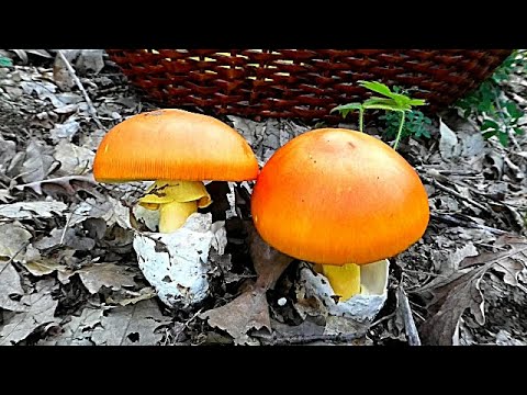 Kneginja | Amanita caesarea |