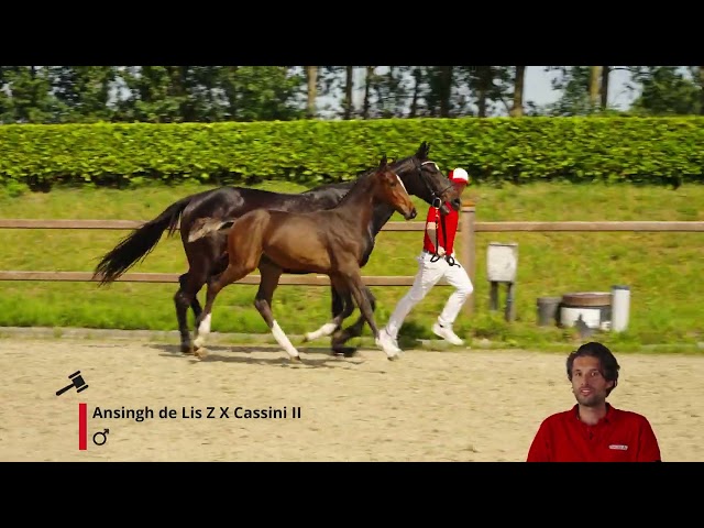 Amaro Z