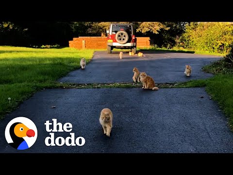 Couple Buys A Farmhouse That Came With 16 Cats | The Dodo Heroes