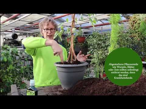 🌱 Hilfe mein Ficus benjamini kränkelt und verliert die Blätter