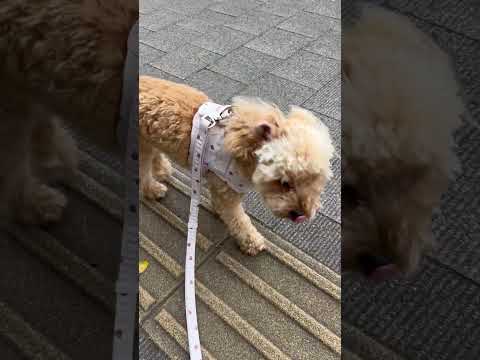 経営学科 満開のツツジよりも早く歩きたいトイプードル9ヶ月 #toypoodle #トイプードル